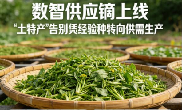 数智供应链上线，“土特产”告别“凭经验种”转向“按需生产”.jpg